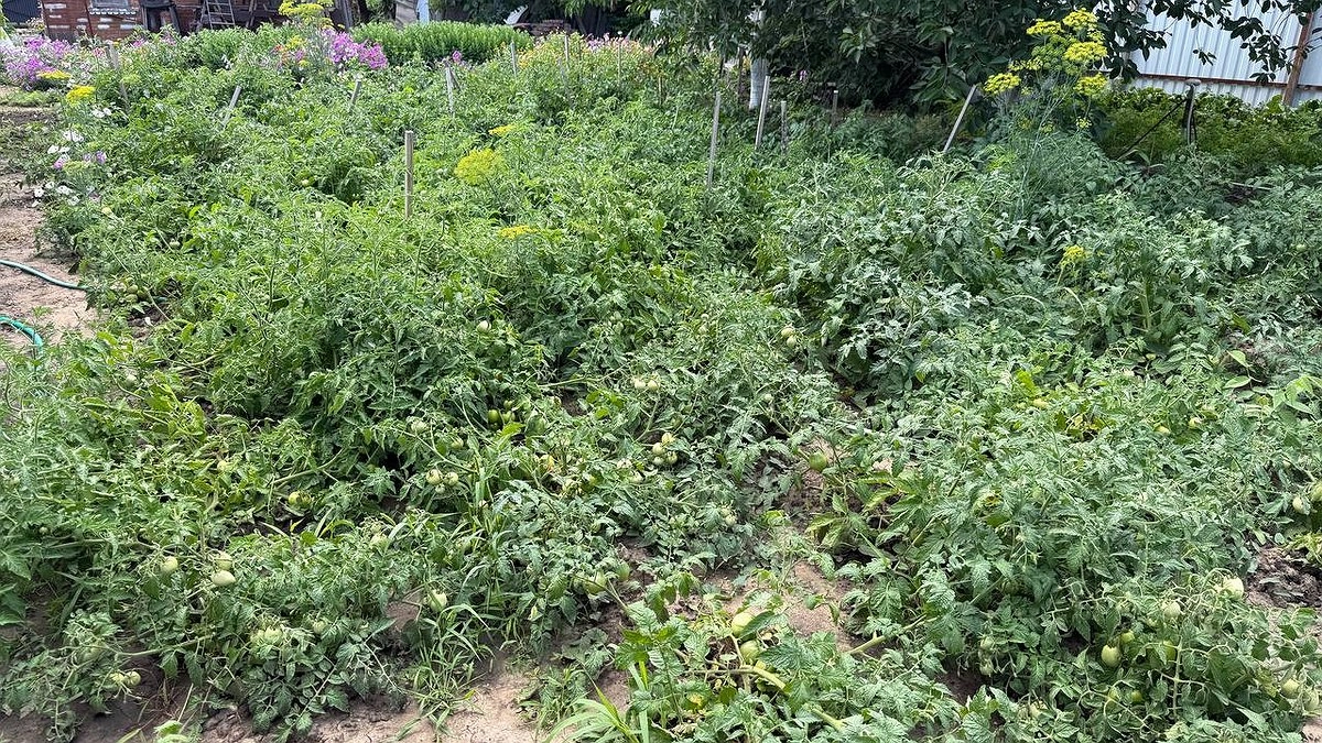 Как только зацвел картофель — сразу же сыплю под корень: 20 кустов выдают богатый урожай - хватит на всю зиму