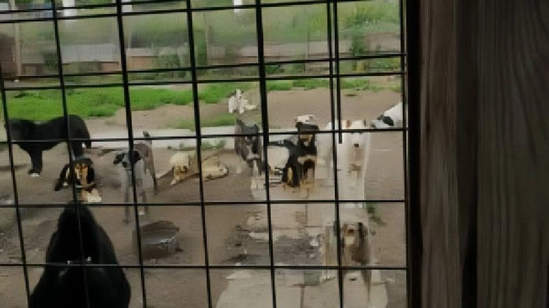Беззащитные жертвы: животные находятся в ужасных условиях камышловского приюта