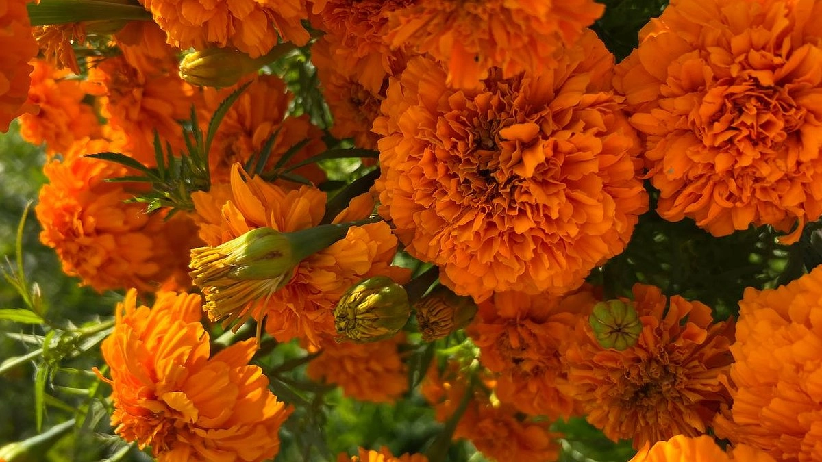 Главная картинка новости: Когда сажать бархатцы на рассаду в 2026 году: сроки по регионам и лунный календарь — не пропустите