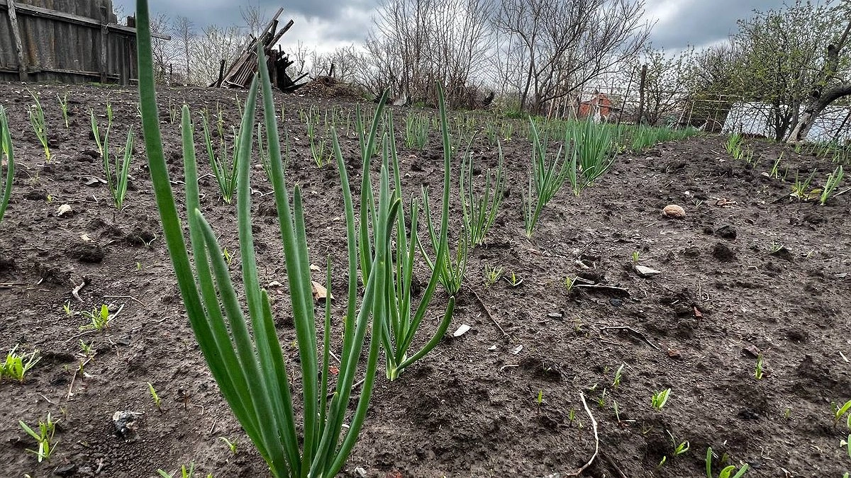 Лук растёт как на дрожжах: настой, от которого перья зеленеют, а луковицы наливаются