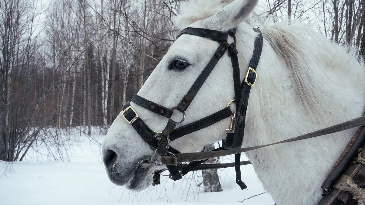 Главная картинка новости: Чья лошадь — тот и платит: фермер из Тавды отдаст 274 тысячи за разбитую иномарку