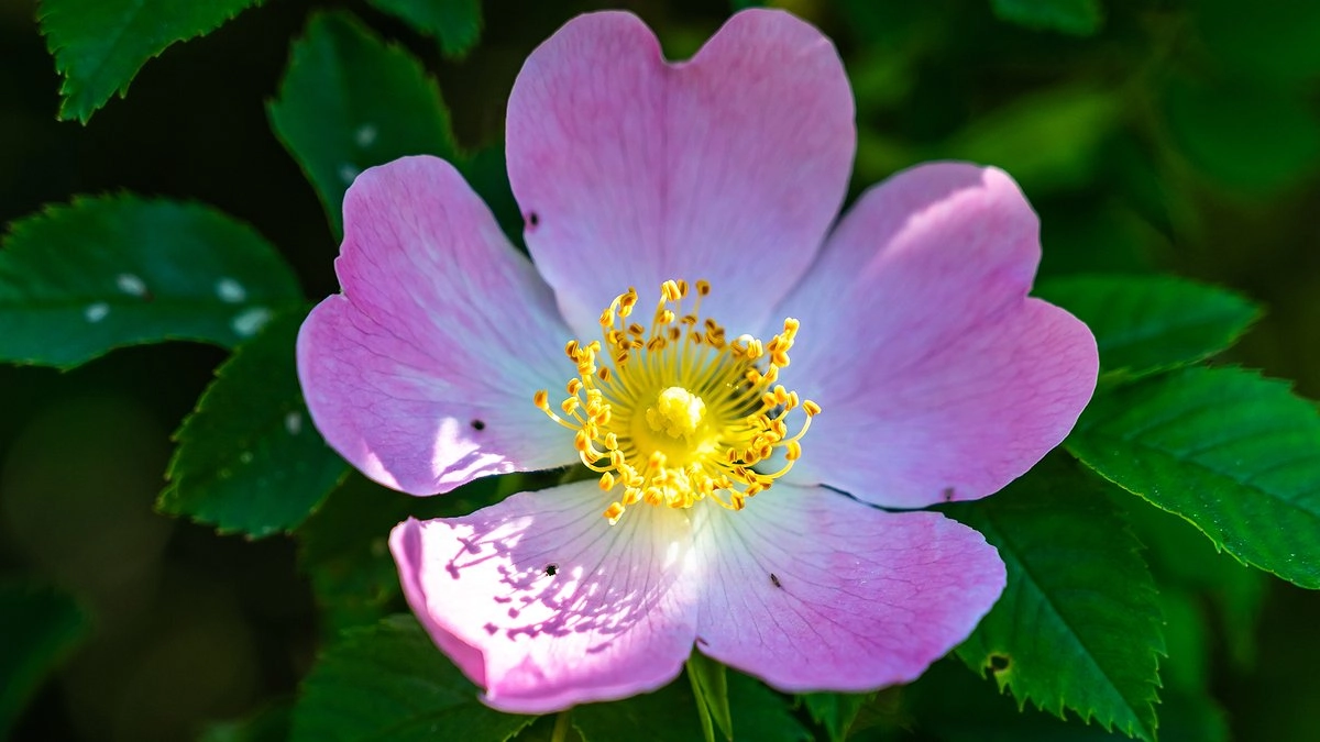 Посадите осенью — получите цветы в апреле: неприхотливый многолетник, который преобразит сад до начала сезона