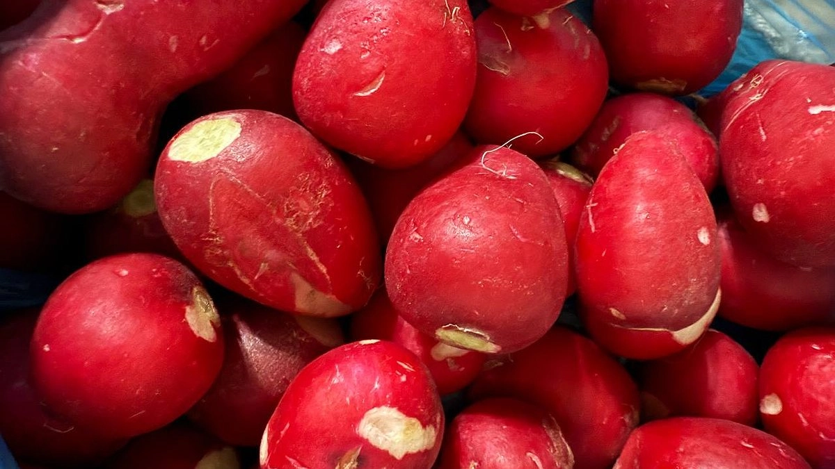 Конец июля – время сажать редис: в чем правила и особенности летнего выращивания корнеплода