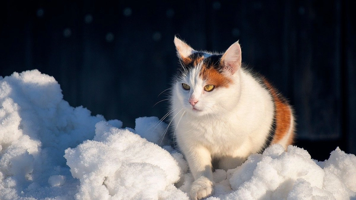 Главная картинка новости: Возвращение к зиме: синоптики дали новый прогноз с 25 мая — снова морозы и аномальный снег