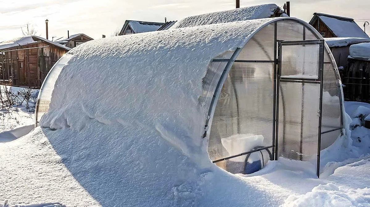 Теплицу замело снегом? Иногда это польза, а иногда — риск