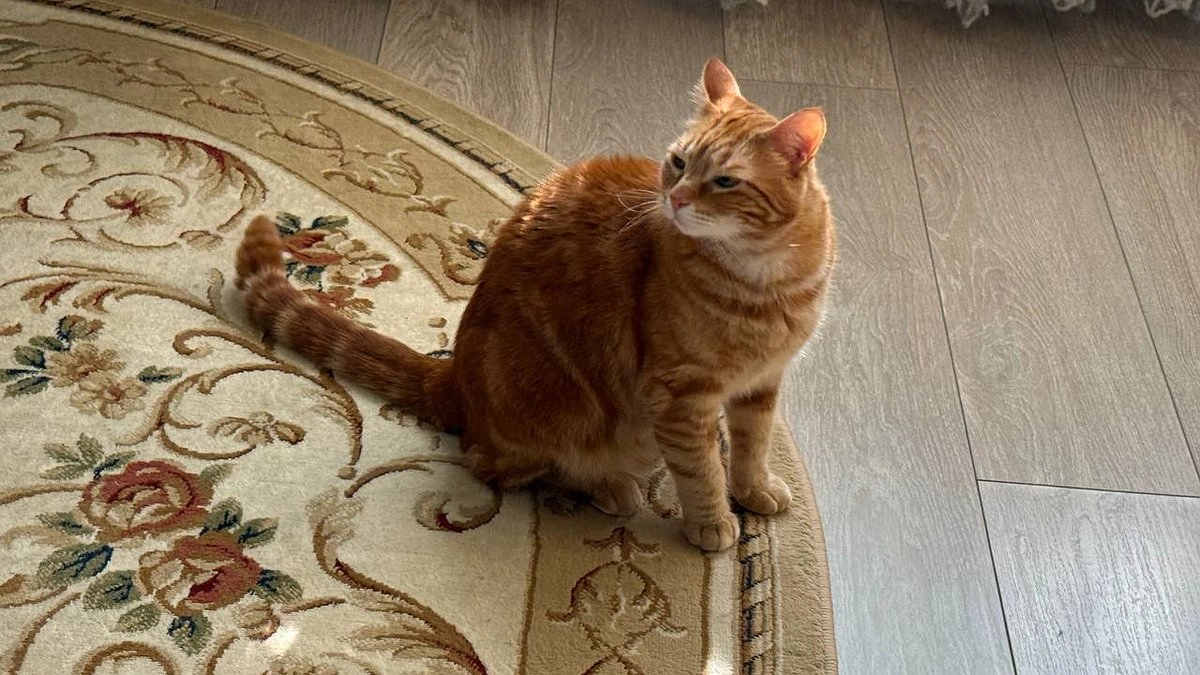 "Не травите этим кошек": в Роскачестве назвали россиянам самые худшие марки корма для питомцев