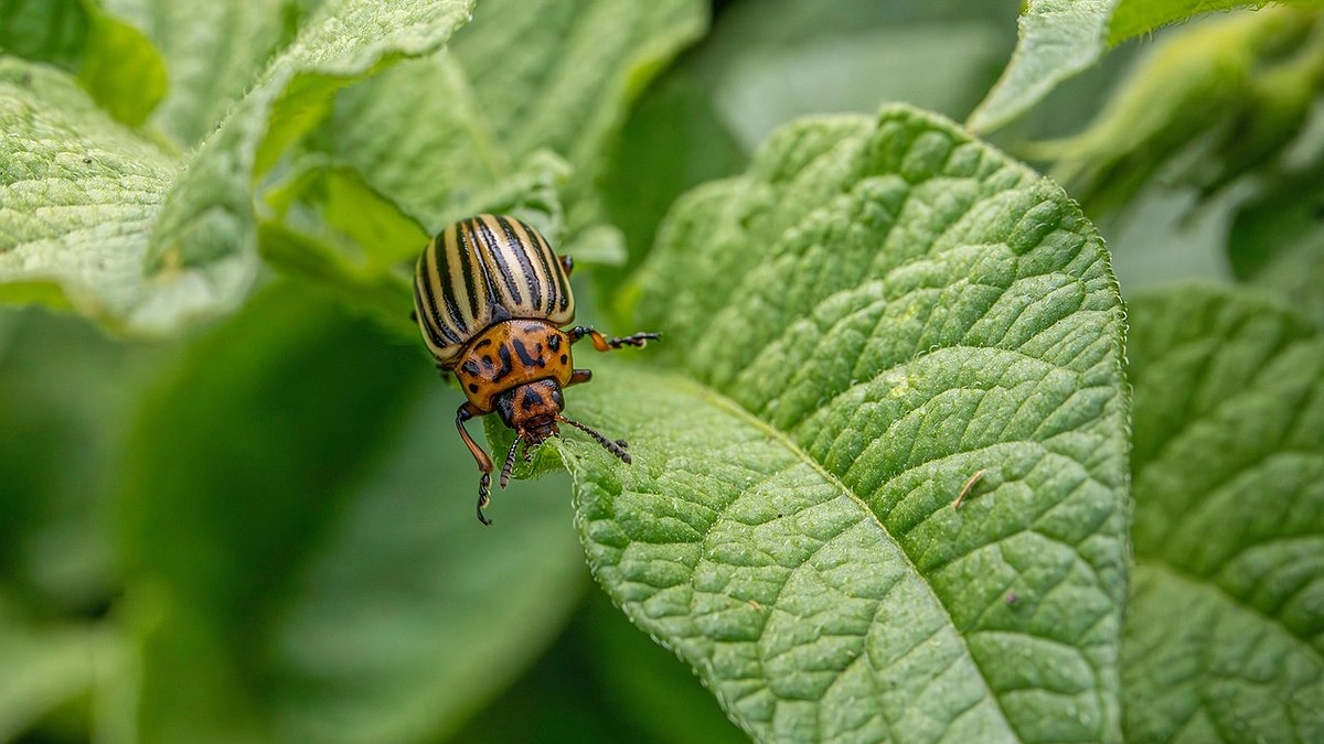 Главная картинка новости: Секретное оружие дачников: как покончить с колорадским жуком раз и навсегда — народный способ