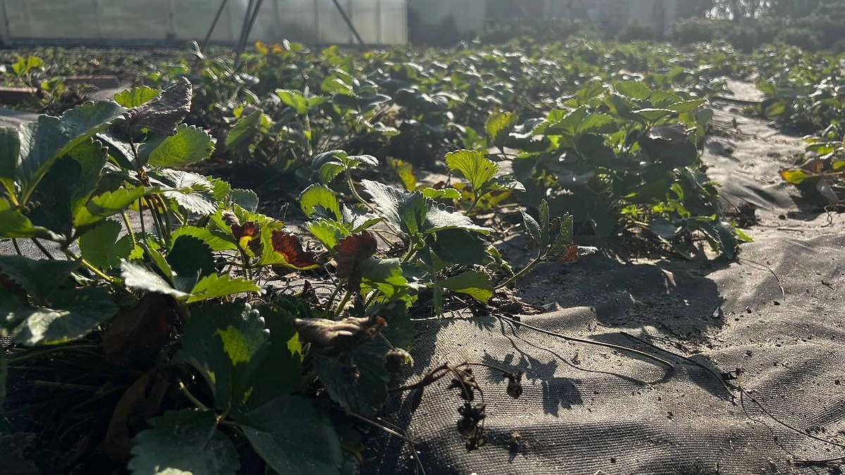 Секрет, который поможет вам увеличить урожай клубники: определите, какие кусты клубники женские, а какие мужские - это очень легко