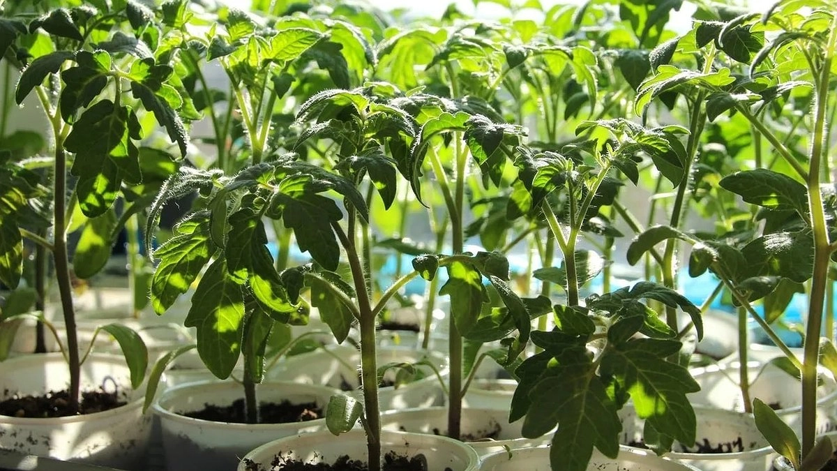 Выращиваю крепкую рассаду томатов в марте без вытягивания: 3 главных правила