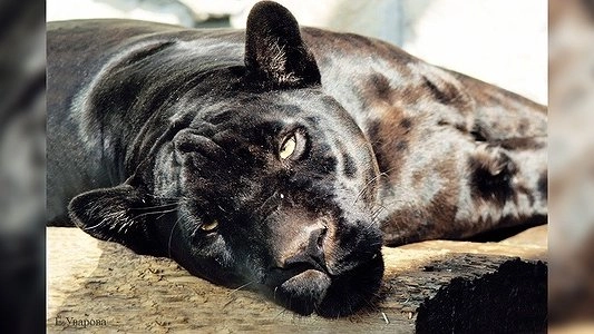 Пара ягуаров из зоопарка в Екатеринбурге стала символом Дня всех влюбленных
