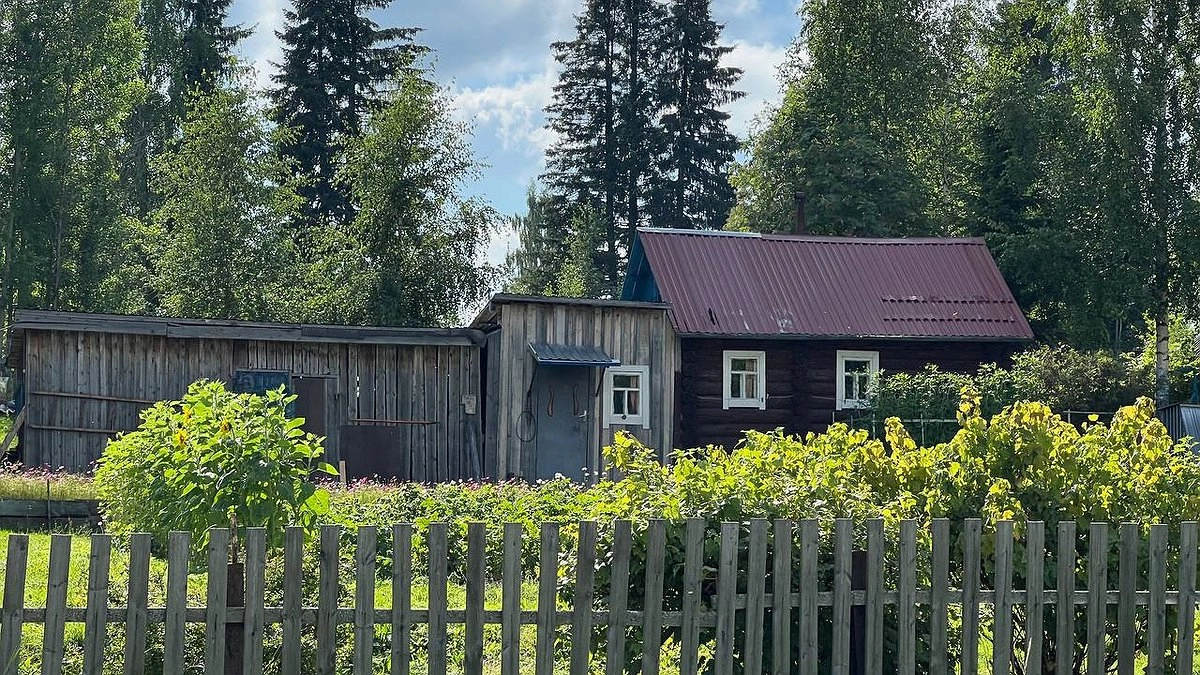 В апреле под жимолость лью копеечное средство: с трёх кустов собираю по 12 кг ягод размером с пятирублёвую монету — делюсь рецептом