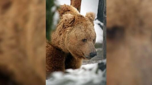 В Екатеринбургском зоопарке медведи начали ложиться в спячку