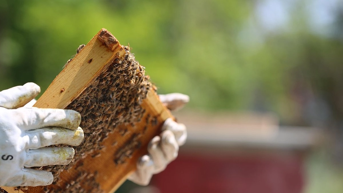 Раньше мед на зиму скупал 3-литровыми банками, пока не узнал, что ел сплошную отраву: вот что рассказал бывалый пчеловод