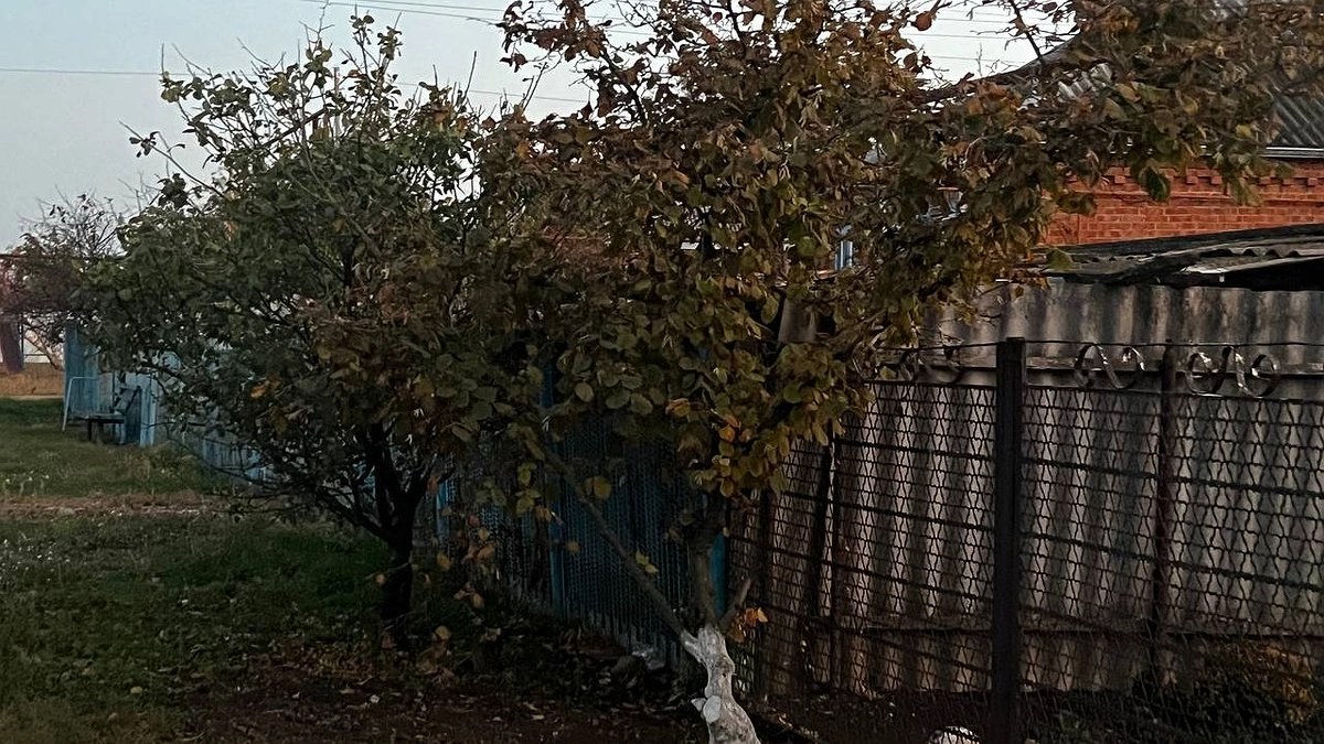 Эко-удар по вредителям: найден надёжный защитник вашего участка