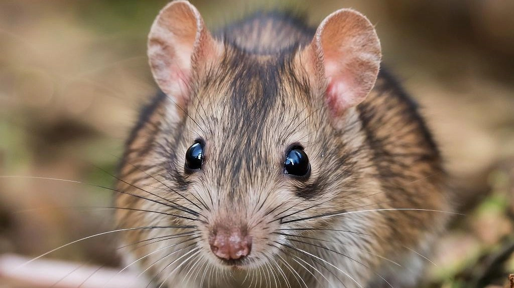 В центре Екатеринбурга объявилось полчище крыс: двор на Вайнера превратился в минное поле