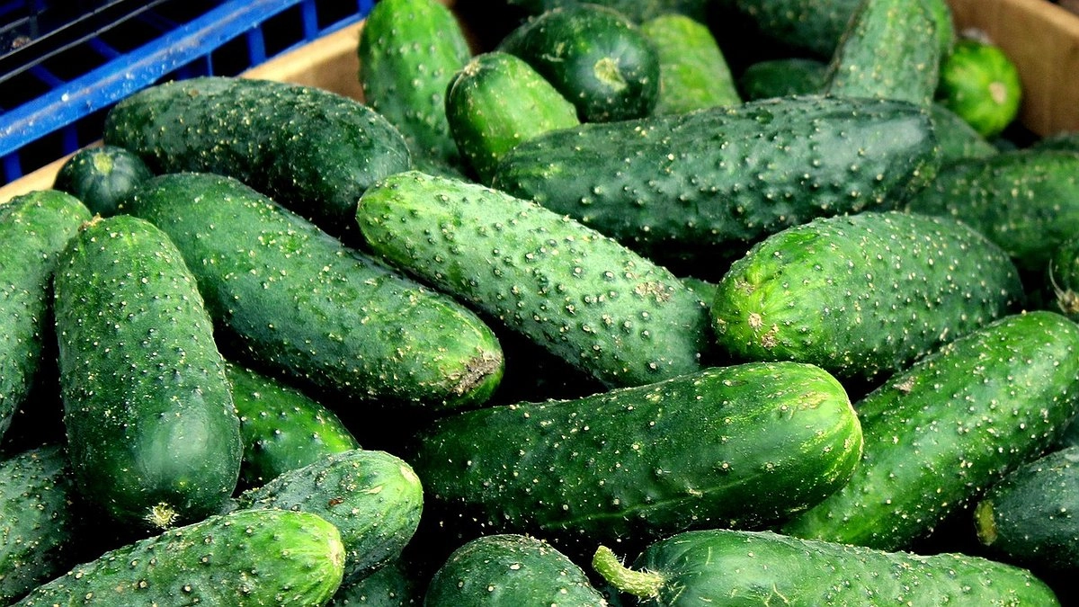 "Огурцы-богатыри": сделайте эту подкормку - будете собирать по 7 килограммов с куста