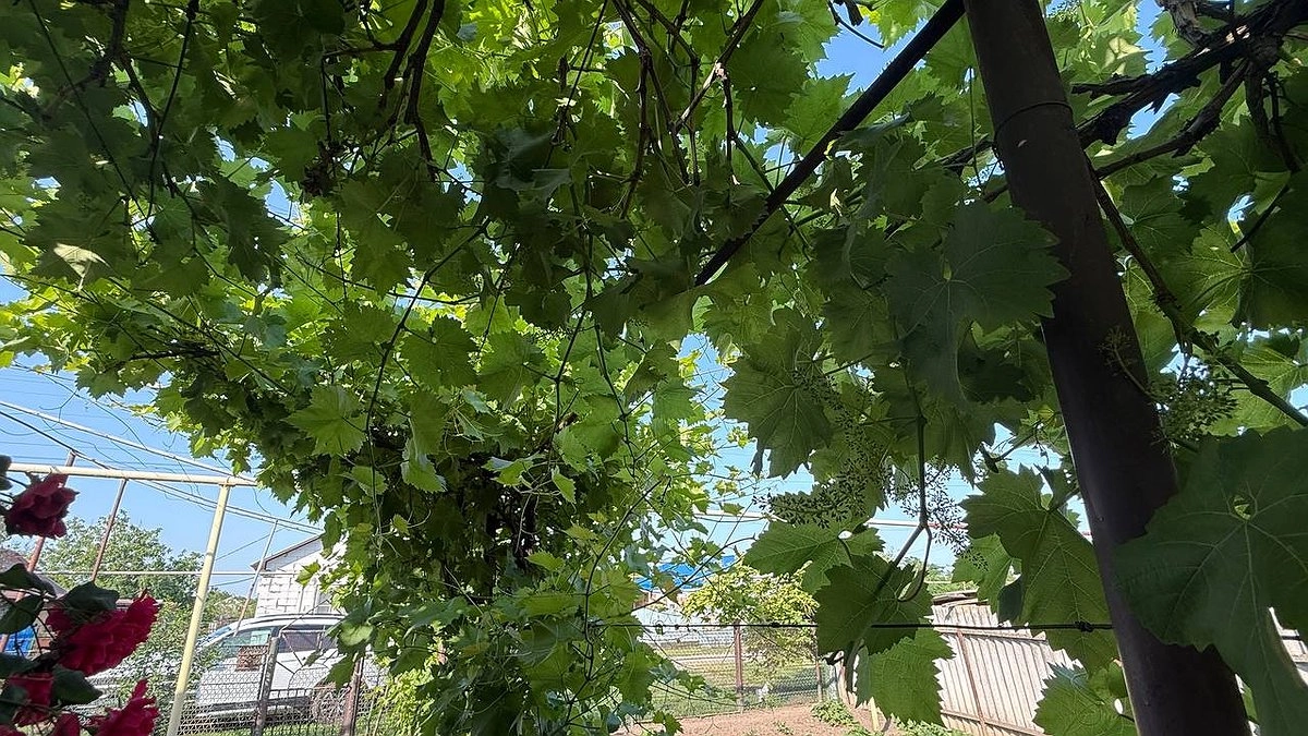 Не подкормка, а допинг для винограда: 5 литров микса под корень в июне — и сладкие плоды крупнее сливы обеспечены