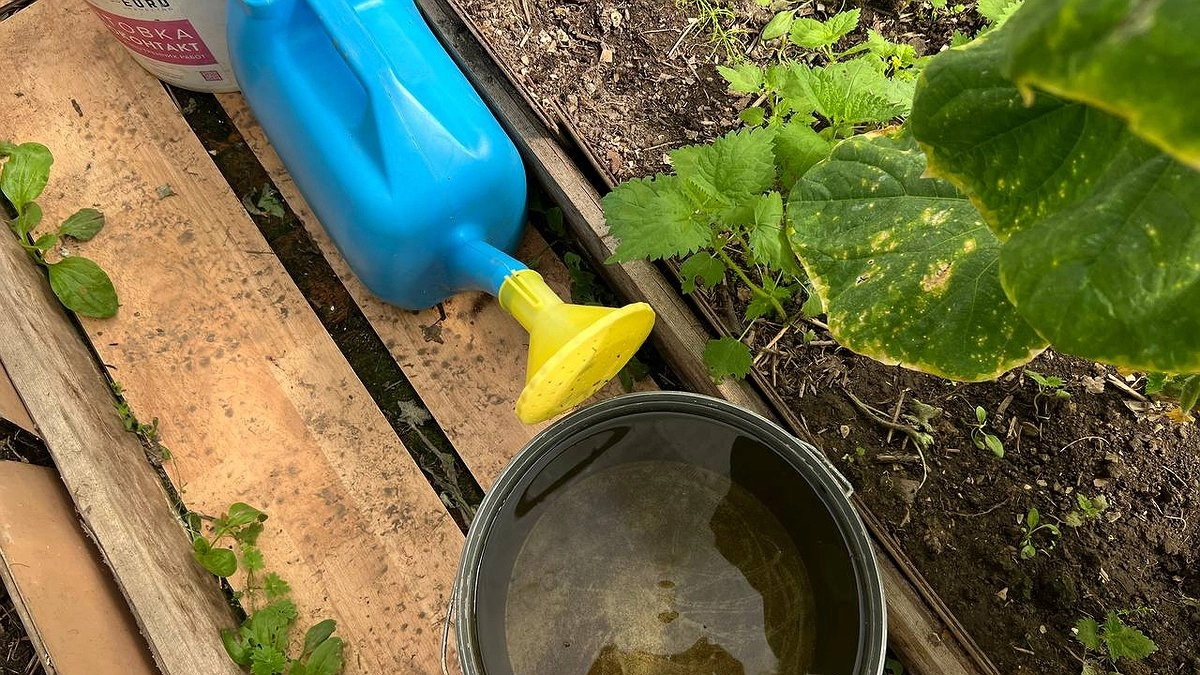 Как поливать морковь, чтобы она выросла крупной, ровной и сладкой: простые правила на каждый этап роста