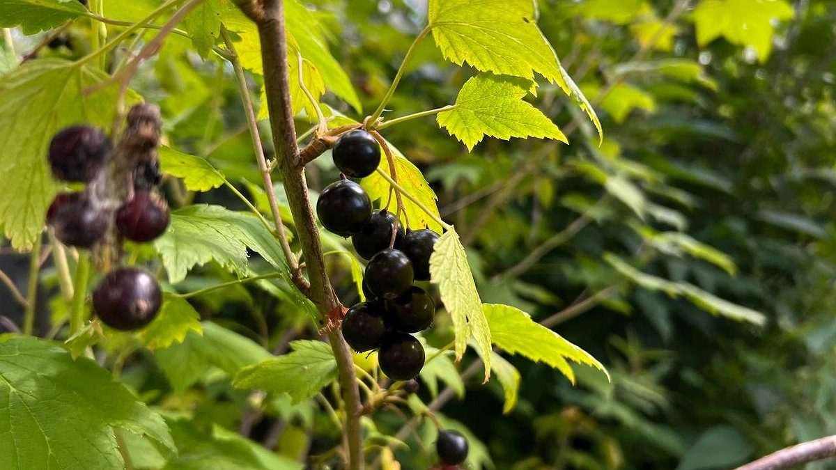 Чтобы смородина не осыпалась и не трескалась: 1 ст.л. на 10 л воды — агроном назвал лучшую подкормку