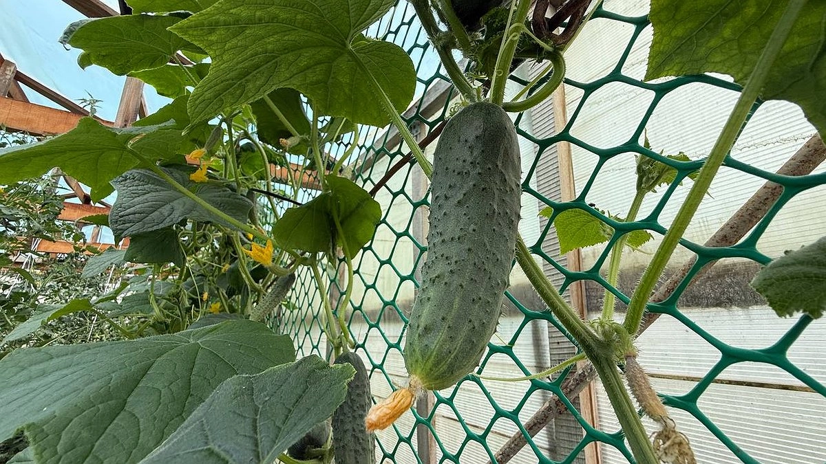 Главная картинка новости: За 1 ночь в августе огурцов нарастет больше, чем в июне: проверенная подкормка от опытного агронома