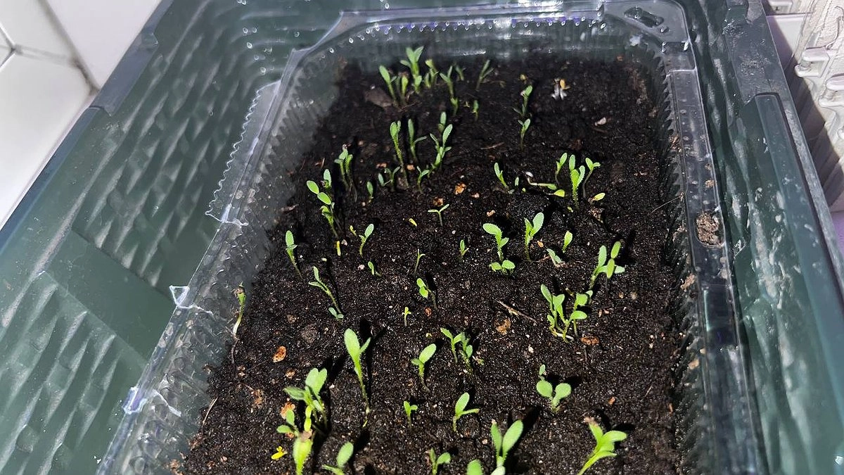 Главная картинка новости: Что делать с рассадой перца после всходов, чем подкормить хилые ростки