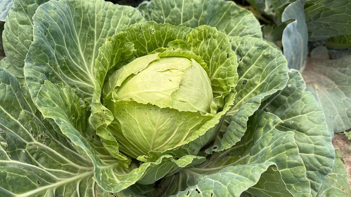 Главная картинка новости: Бахнули 7 ложек в 10 литров - и гусеницы с капусты убежали, сверкая пятками: 5 минут, и нет ни одной