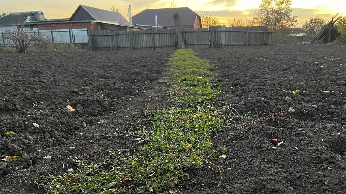 Раскидываю 1 пачку копеечной крупы по грядкам - земля пуховая как чернозём. На навоз больше не трачусь