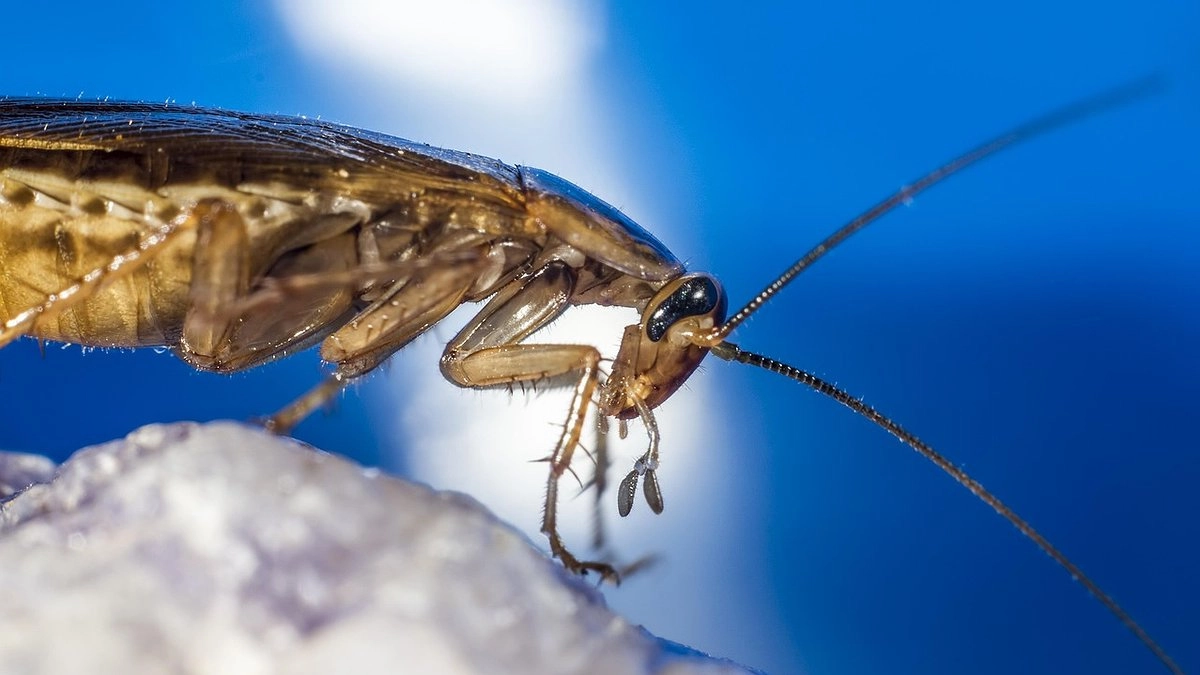 Тараканы свалят, как ошпаренные: 2 проверенных способа, которые работают лучше дорогой магазинной химии