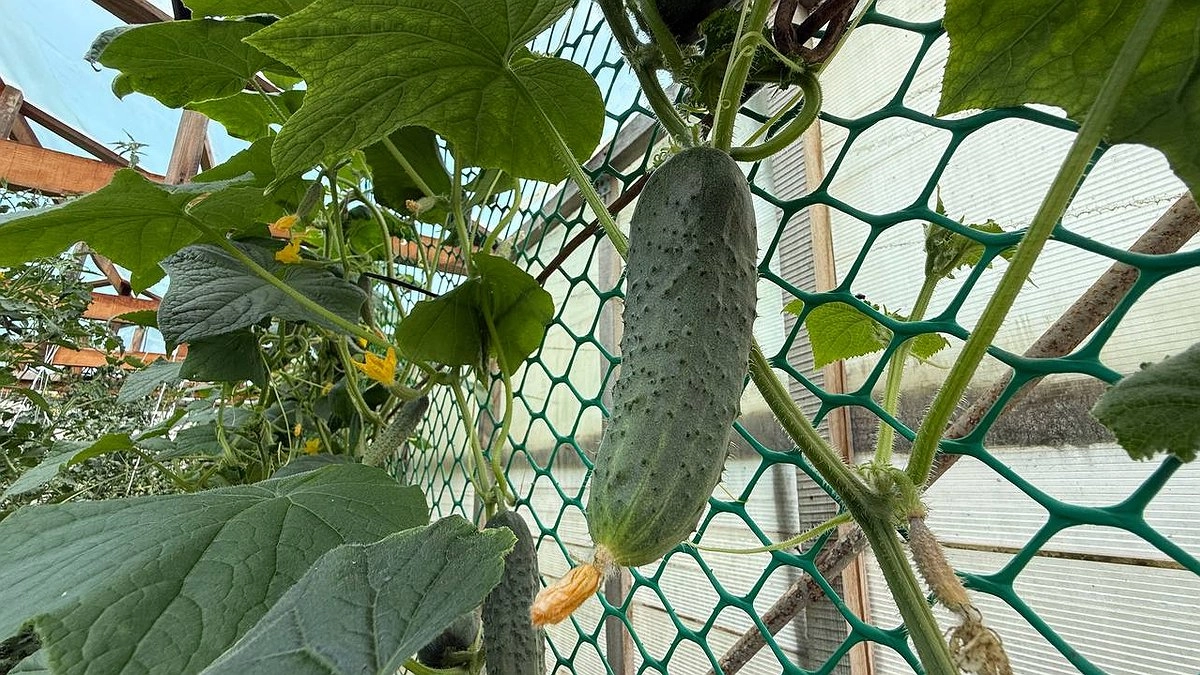 Проблема второй половины лета: спасаем огурцы от ложной мучнистой росы идеальным народным методом