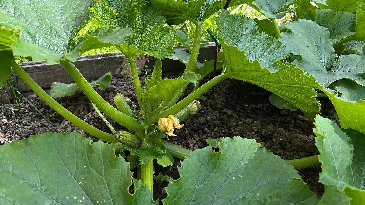 Идеальные дни для кабачков: когда сажать на рассаду и в грунт в 2026 году — сроки для всех регионов