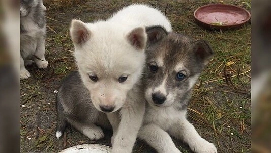 Одному отрезали лапу: в Екатеринбург привезли щенков хаски из Сургута