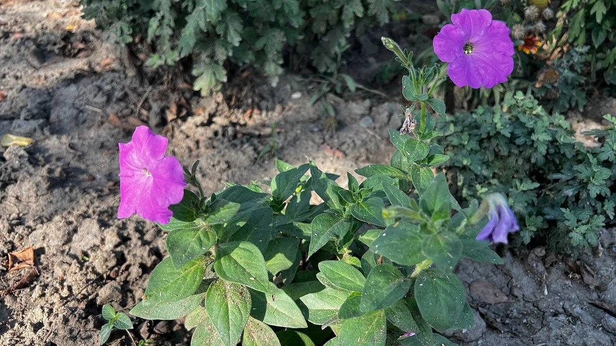 Простой способ, как освежить и омолодить герань