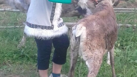 В Уральской резиденции Деда Мороза северных оленей спасают от жары душем