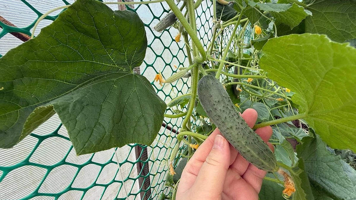 Главная картинка новости: Посев огурцов на рассаду в марте: когда сажать и как вырастить крепкие кусты