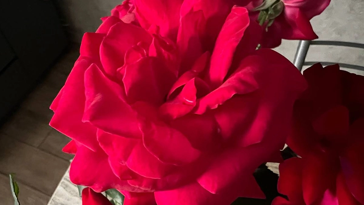 Как вырастить шикарную плетистую розу: лайфак опытной хозяйки