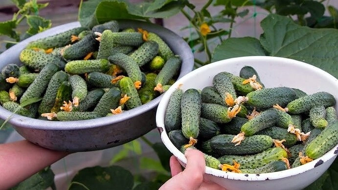 Чайная заварка и кофейная гуща: секрет проверенный годами, чтобы огурцы выросли сладкими