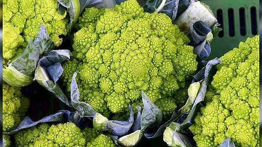 Главная картинка новости: Ученые из Екатеринбурга узнали, какие продукты спасают от рака