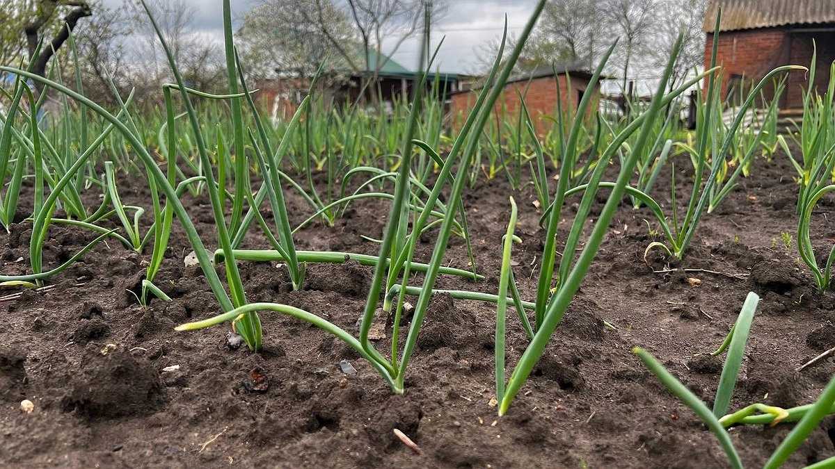 Садим лук под зиму: вырастет крупным, сладким и сочным - но подготовкой грядки пора заняться сейчас