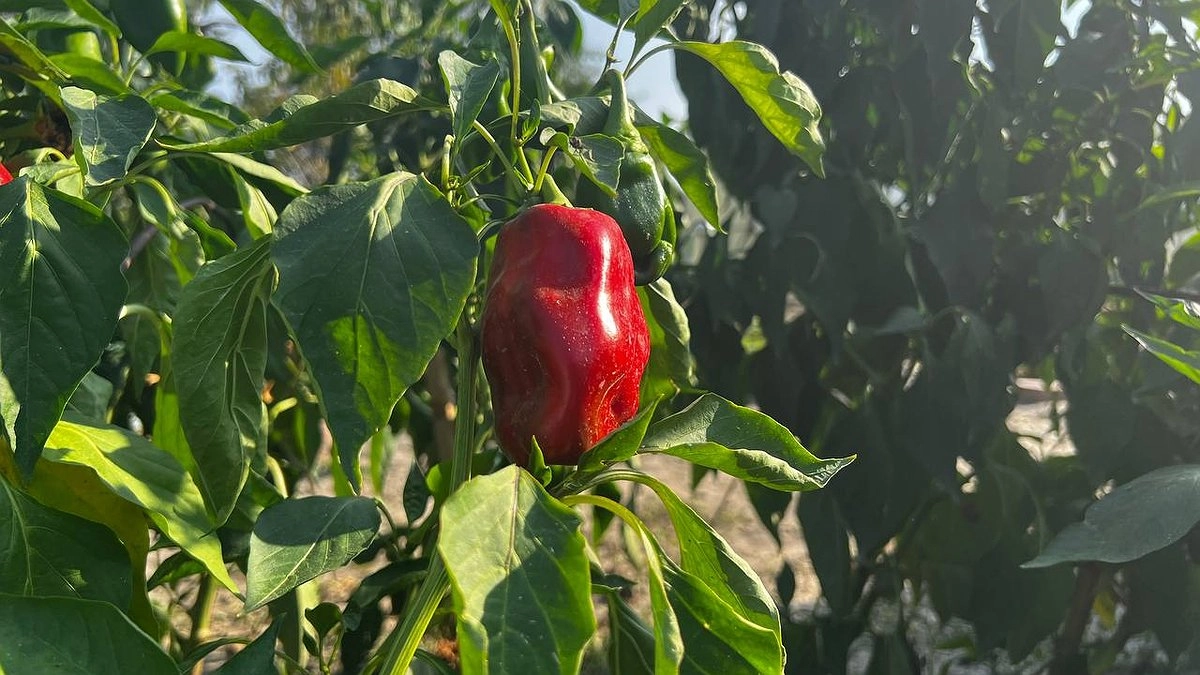 3 ложки в лунку — и перцы растут как на дрожжах: вымахают крупными, сочными и сладкими — до 32 шт. с 1 куста