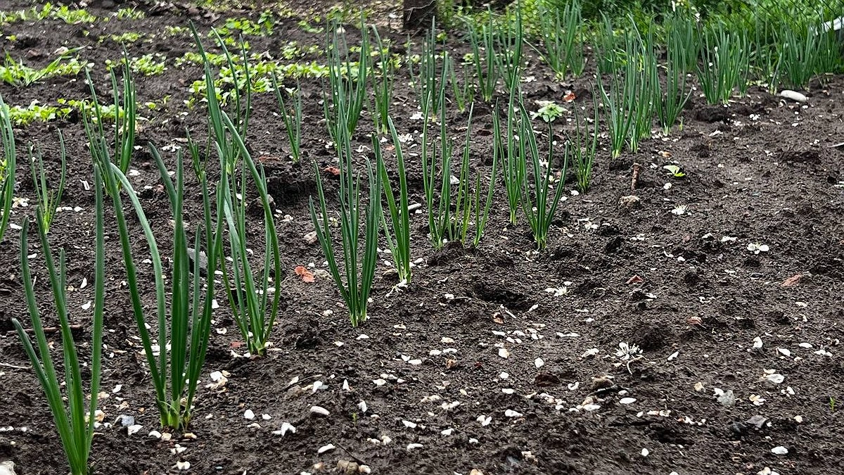 Посыпала на грядку в конце мая — и луковую муху как ветром сдуло: на луке ни одного желтого перышка не увидите