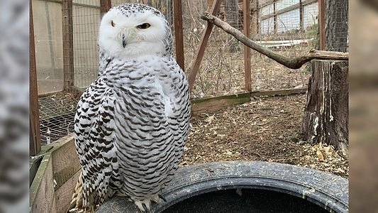 У питомника хищных птиц "Холзан" нет денег, чтобы кормить питомцев из-за коронавируса и самоизоляции