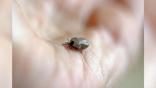 Из-за погоды клещи в Свердловской области стали меньше кусаться