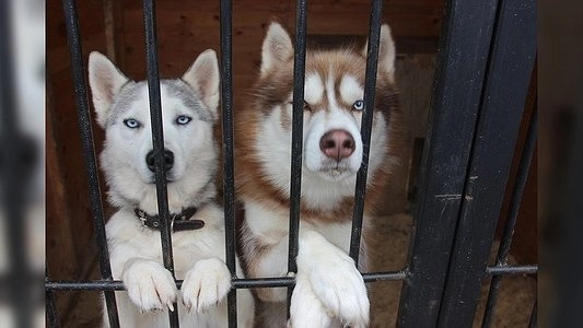 В Екатеринбурге пенсионера замуровали в квартире из-за его собак