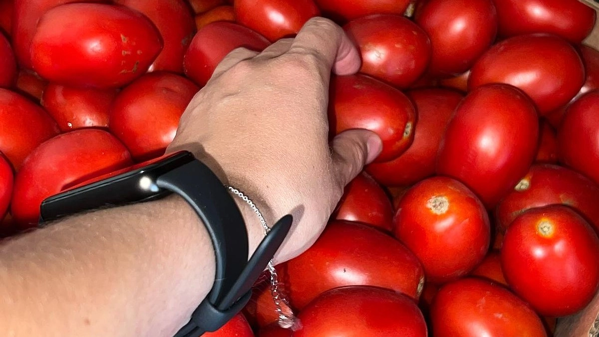 Понюхайте у плодоножки: три простых правила выбора вкусных помидоров