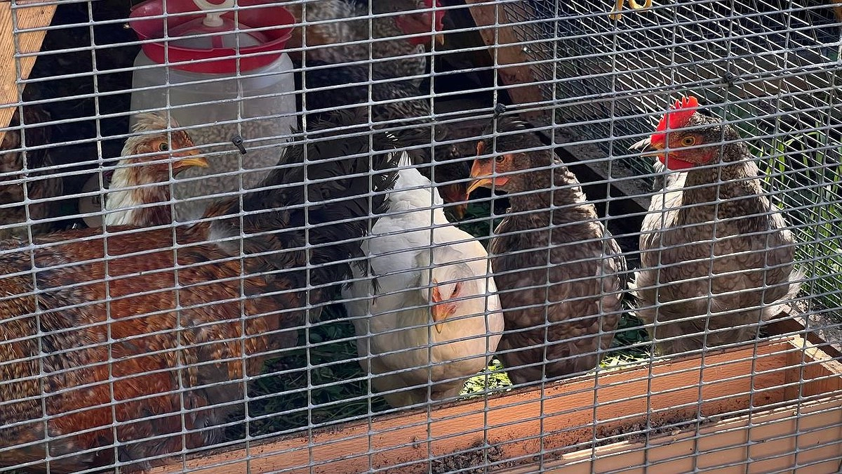 Блохи и клещи сбегут из курятника после этой обработки: несушки счастливы и довольны — 1 аптечное средство