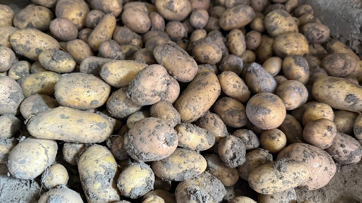 Главная картинка новости: В Екатеринбург поступило 440 тонн свежего картофеля нового урожая