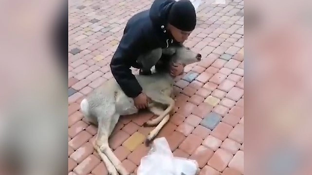 Умерла на руках: екатеринбуржец пытался спасти косулю