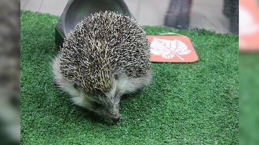 Екатеринбургский ежик Пых предсказал раннюю и пасмурную весну