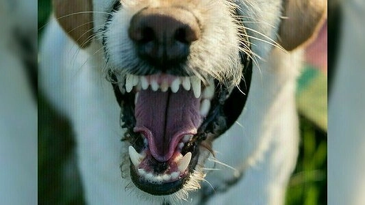 В Нижнем Тагиле стая собак покусала 8-летнюю девочку