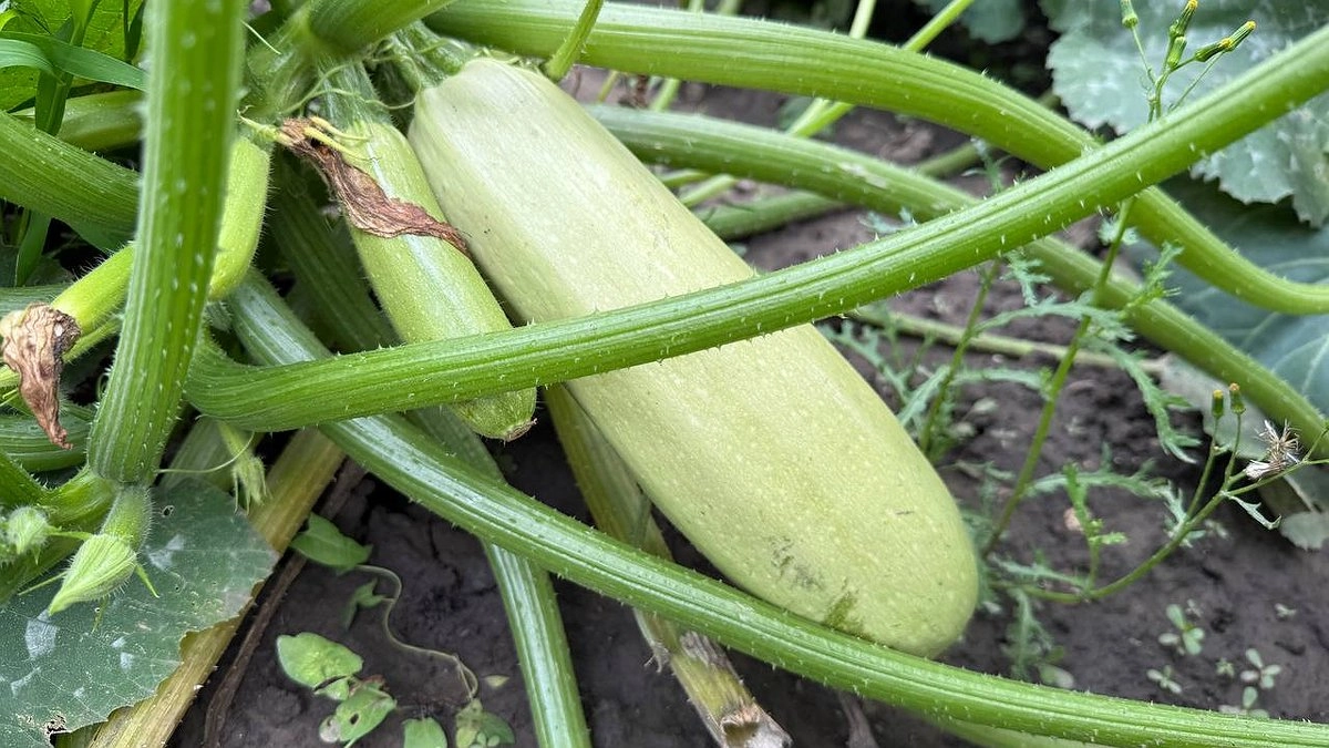 Готовлю в сезон такие кабачки каждый день, пока не надоест. Съедают быстрее, чем горячие пирожки - а займёт всего 30 минут